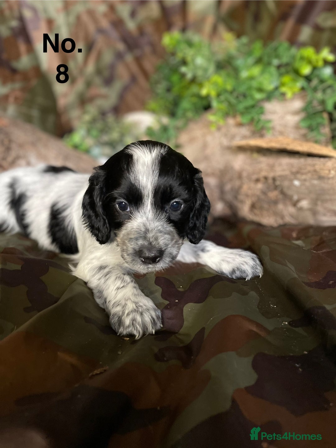 Mixed Breed dogs for sale: 8 beautiful cockapoo stunning colours  - Image 10