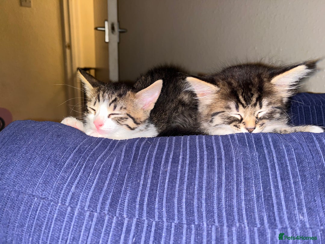 British Shorthair cats for sale: Brother & sister kittens  - Image 1