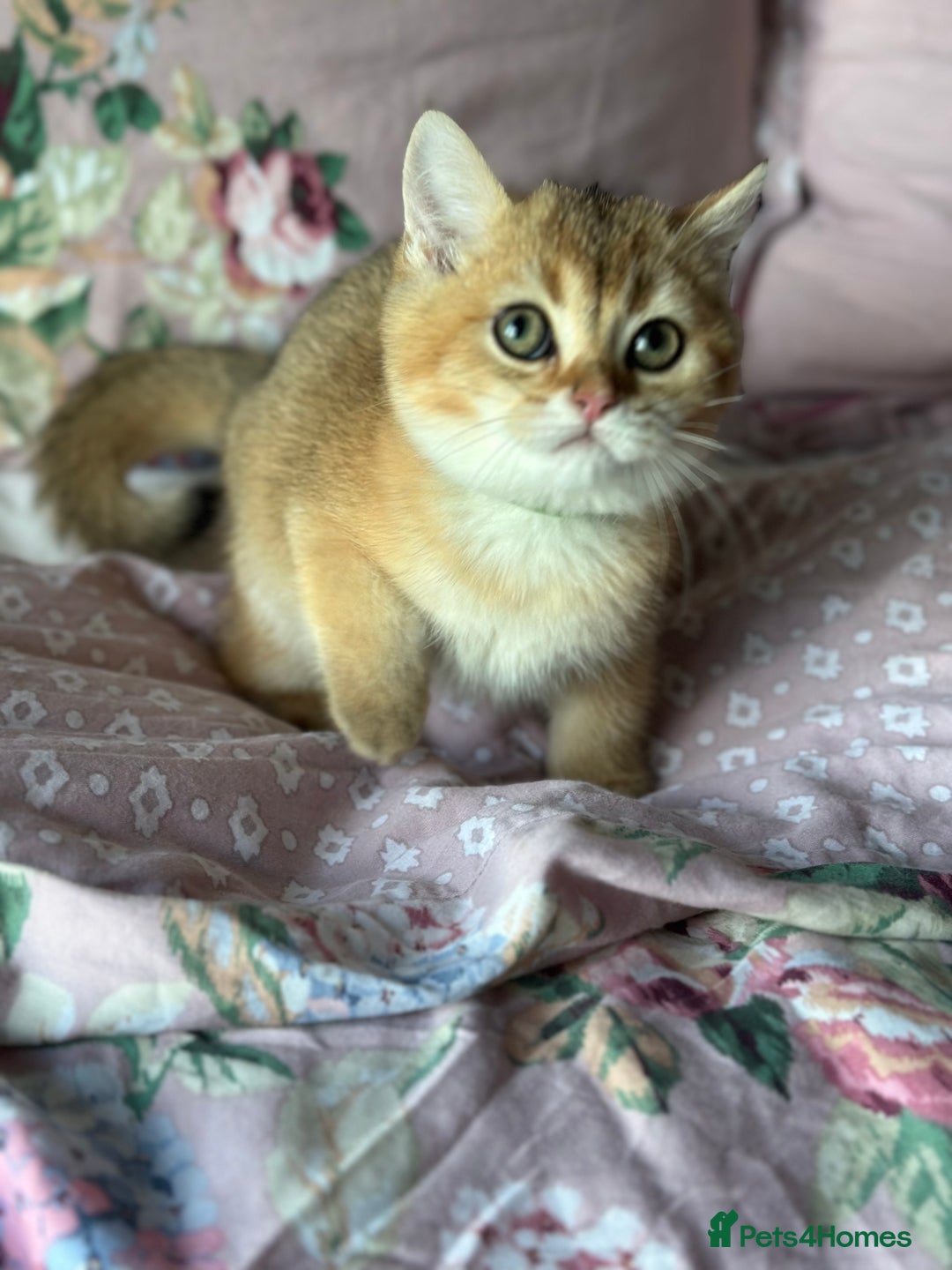 British Shorthair cats for sale: ‼️READY NOW‼️ 2 kittens left  - Advert 15