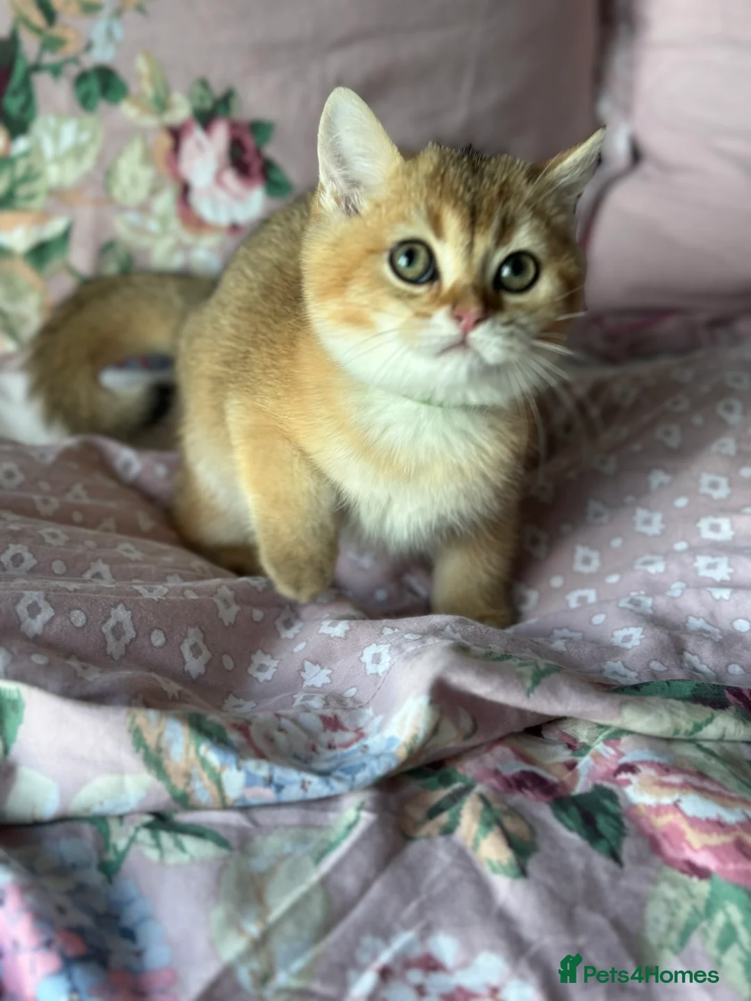 British Shorthair cats for sale: ‼️READY NOW‼️ - Advert 16