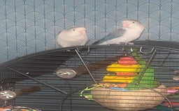 Lovebirds birds for sale: 2 lovebirds with full set up - Image 1