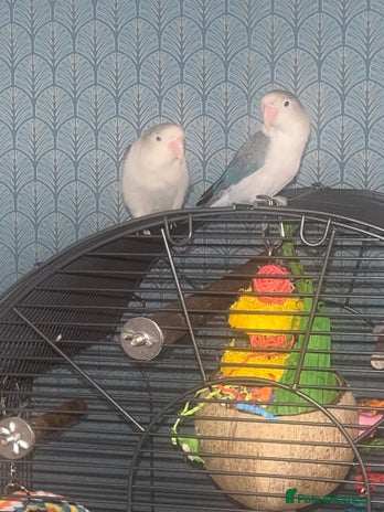 Lovebirds birds - Advert 3