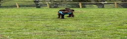 Mixed Breed dogs for sale: Sprocker Spaniel  - Advert 2