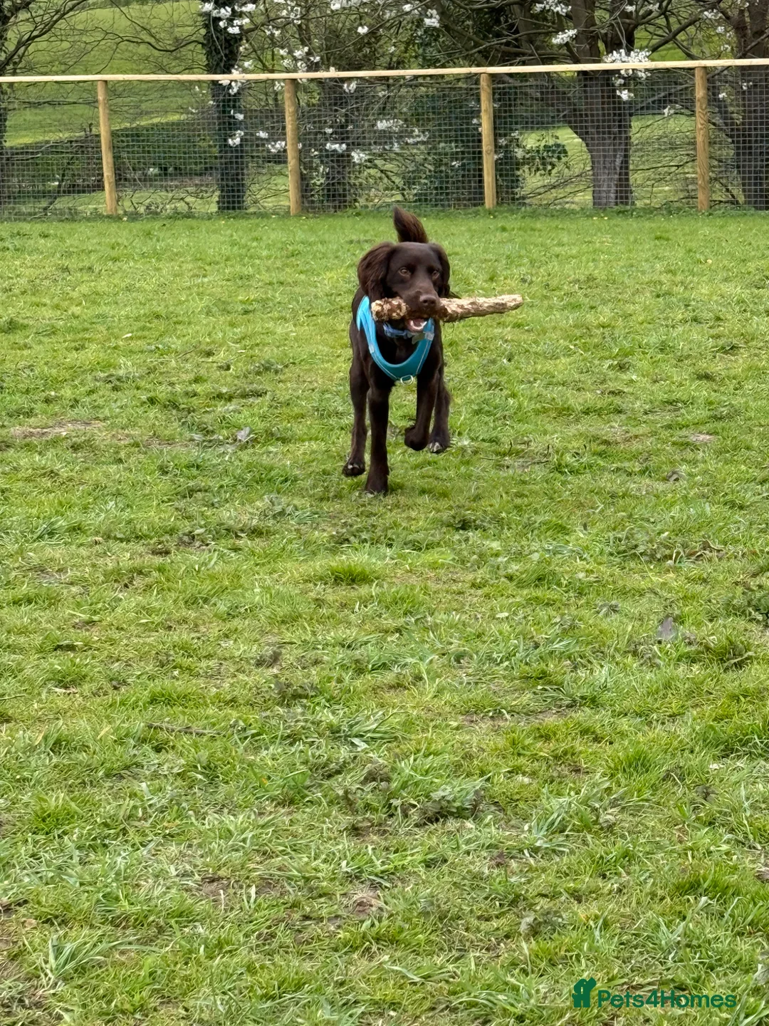 Mixed Breed dogs for sale: Sprocker Spaniel  - Advert 2