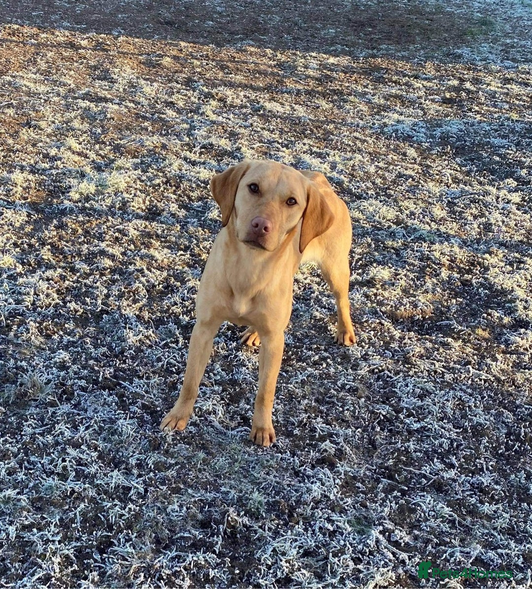 Labrador Retriever dogs for sale: KC registered chocolate Labrador  - Advert 7