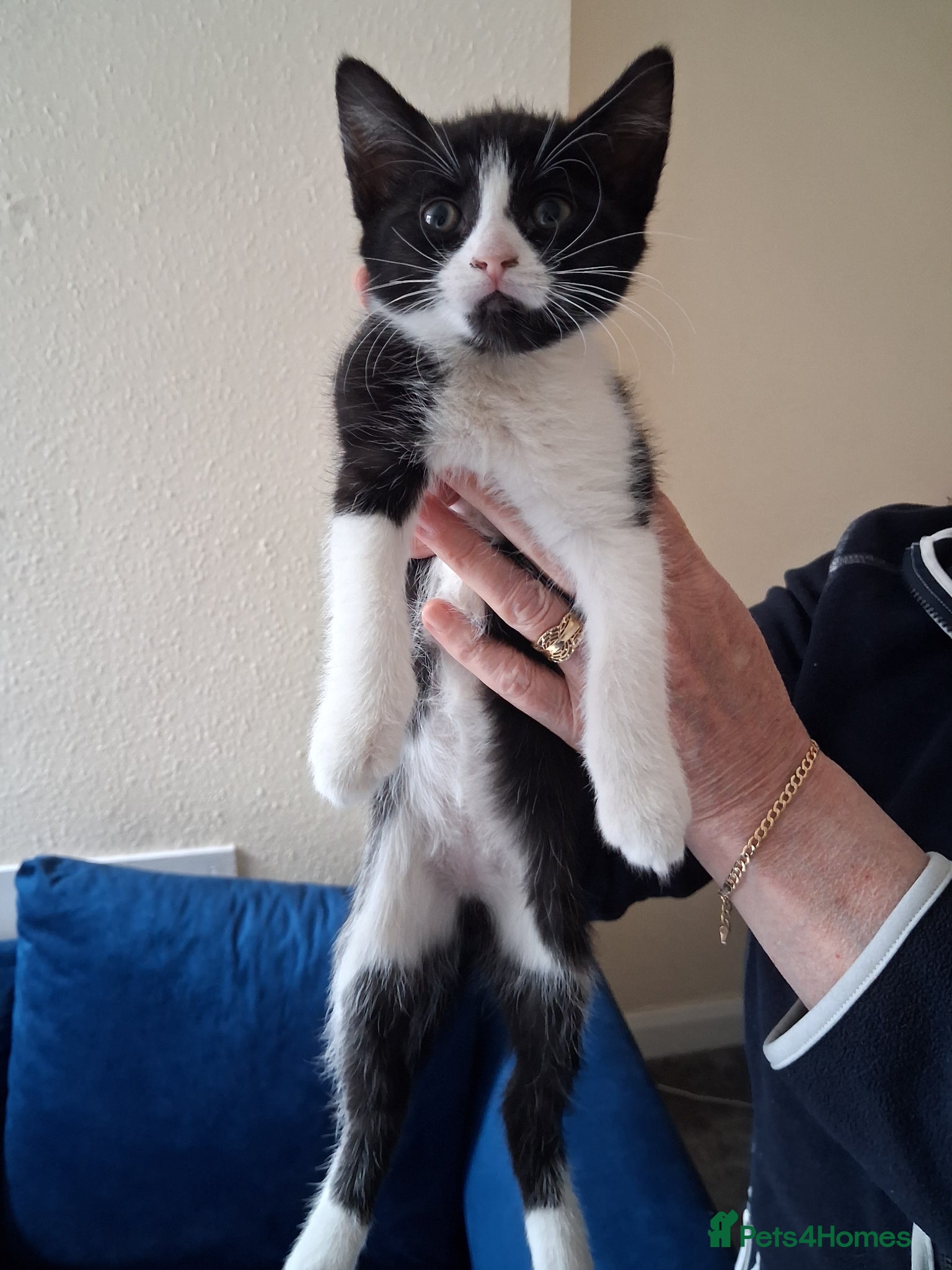 Mixed Breed cats 4 beautiful kittens  - Advert 3