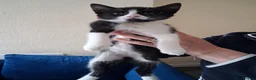 Mixed Breed cats for sale: 4 beautiful kittens  - Advert 1