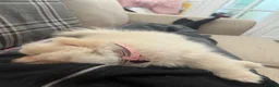 Pomeranian dogs for sale: Last little girl looking for her forever home  - Advert 8