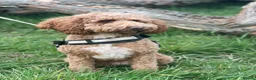 Cockapoo dogs for sale: Stunning Red & Apricot Cockapoo  (F1b) DNA Tested in Redditch - Advert 6