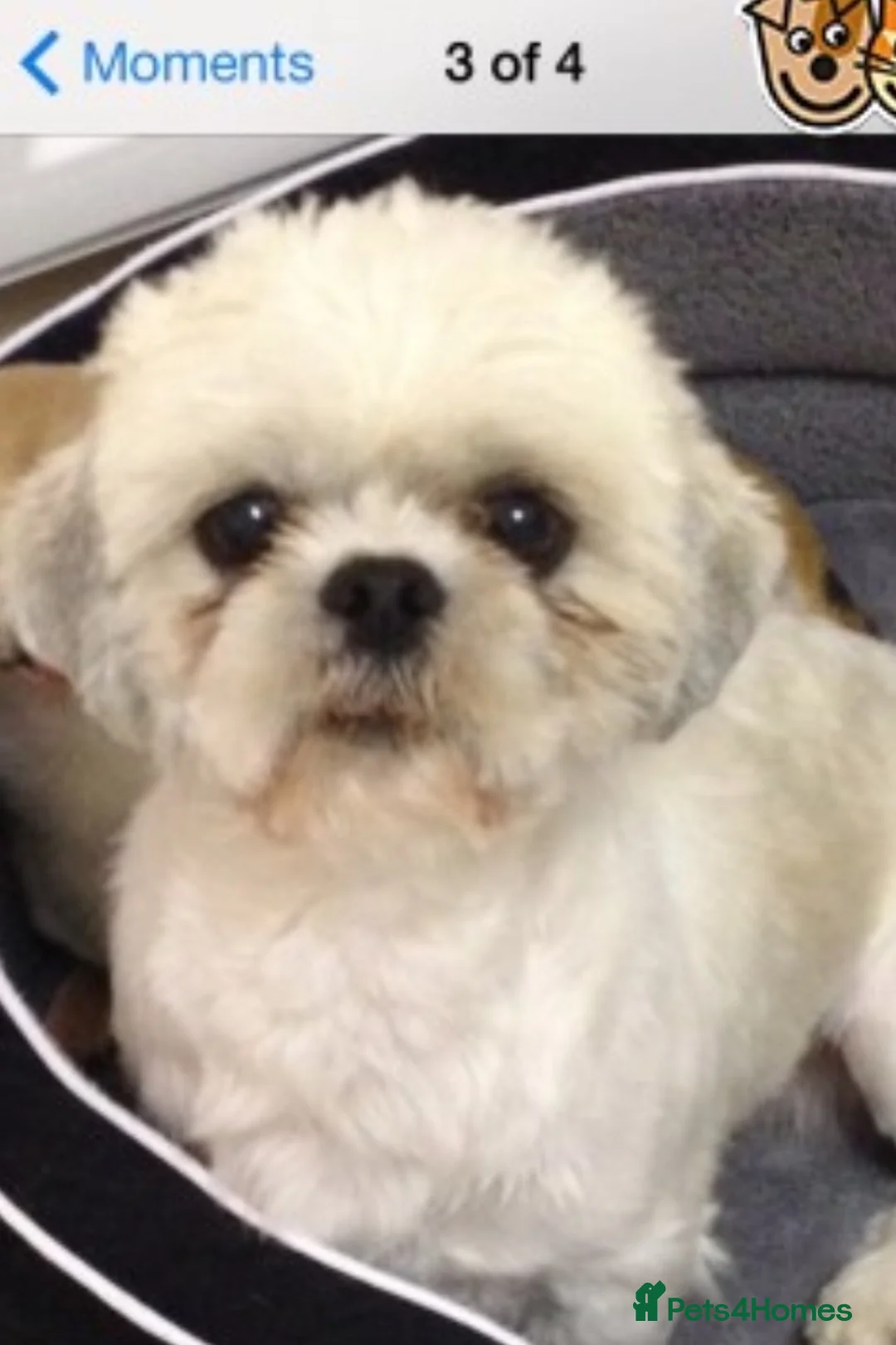 Shih Tzu dogs for stud: KC PROVEN  TINY SMALL CUTE BOY. in Mansfield - Advert 5