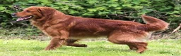 Golden Retriever dogs for sale: KC Dark Golden Retrievers 🧬 Health Tested Parents - Advert 8