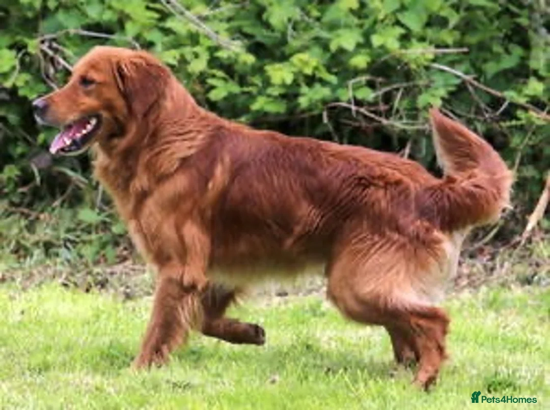 Golden Retriever dogs for sale: KC Dark Golden Retrievers 🧬 Health Tested Parents - Advert 8