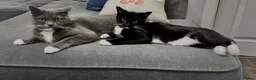 British Shorthair cats for sale: Kittens for sale - Advert 1