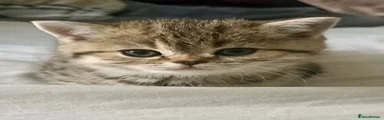 Tigerina