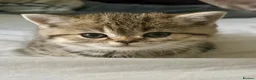 Scottish Fold cats for sale: Stunning British Shorthair/Scottish Fold Kittens🐾 in London - Advert 28