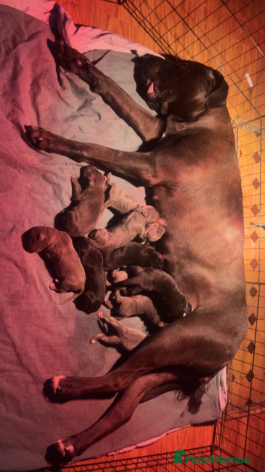 Cane Corso dogs for sale: Cane corso puppies - Advert 11