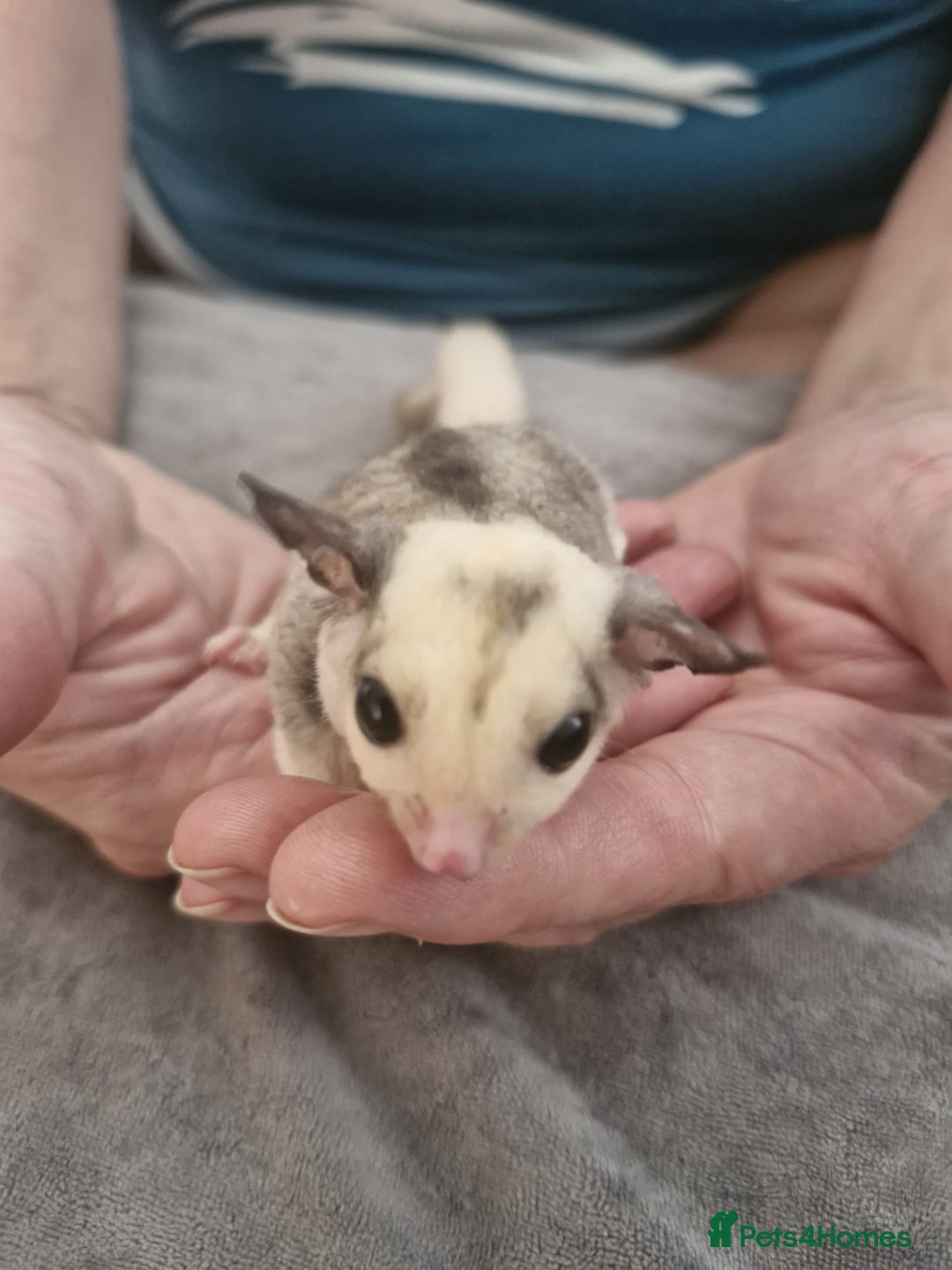Sugar Glider rodents for sale: Breeding pair of  sugar gliders ready 13th sept   - Image 22