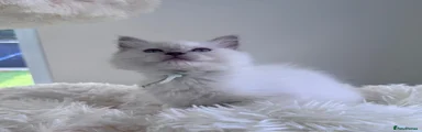 Ragdoll 1