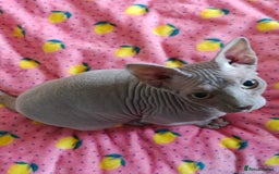 Sphynx cats for sale: 4 sphynx kittens 5months old - Image 6
