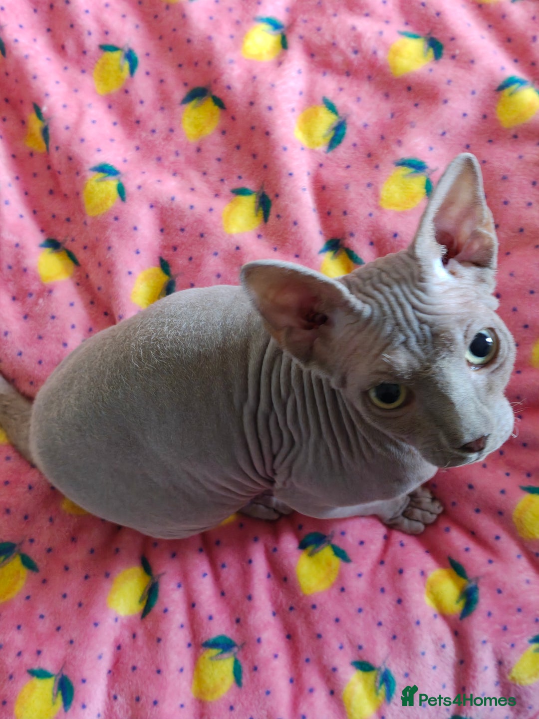 Sphynx cats for sale: 4 sphynx kittens 5months old - Image 6