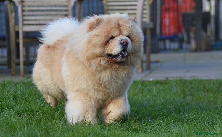 Chow Chow dogs - Advert 2