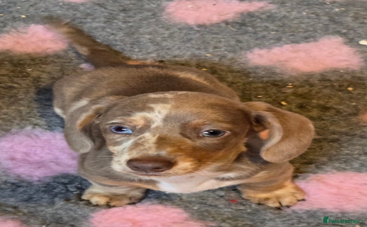 Miniature Dachshund dogs - Advert 1