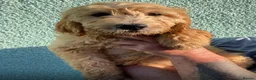 Goldendoodle dogs for sale: Ready- Fully Vaccinated Goldendoodle puppy’s  - Advert 12
