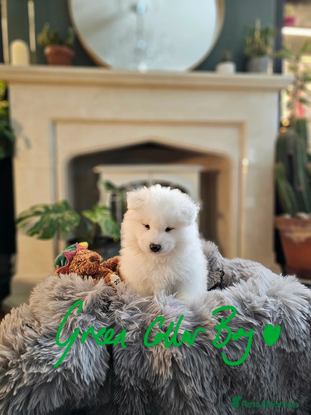 Samoyed dogs for sale: ⭐ EXCEPTIONAL BEAR-HEAD PUPPIES ⭐Champion Heritage - Advert 10