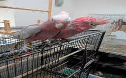 Cockatoo birds for sale: Galah cockatoos boy&girl available silly tamed - Image 2