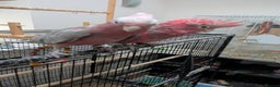 Cockatoo birds for sale: Galah cockatoos boy&girl silly tamed UK delivery - Advert 2