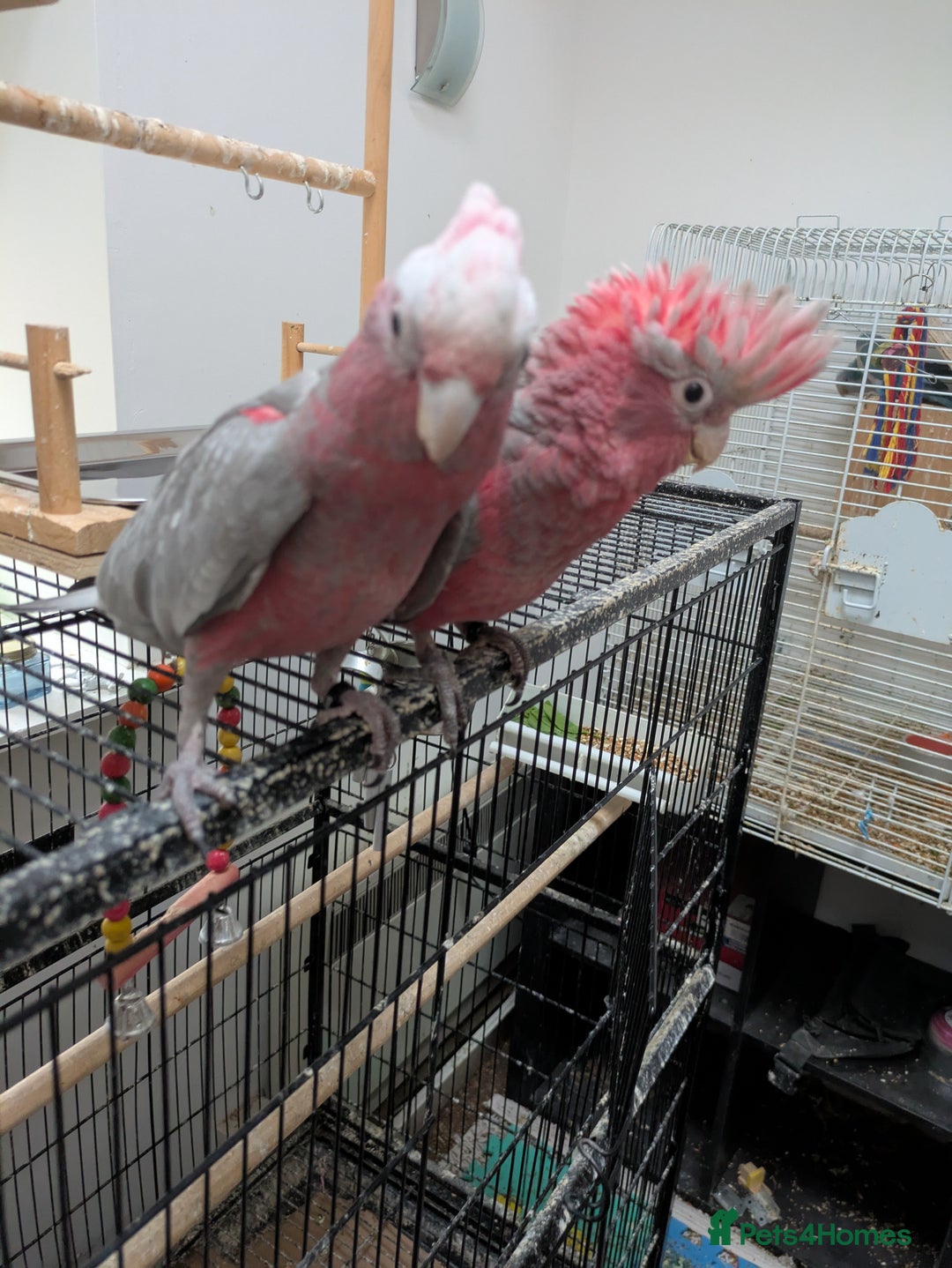 Cockatoo birds for sale: Galah cockatoos boy&girl available silly tamed - Image 2