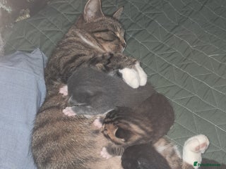 Mixed Breed cats 3 BEAUTIFUL KITTENS 😸 AVAILABLE STRAIGHT AWAY - Advert 2