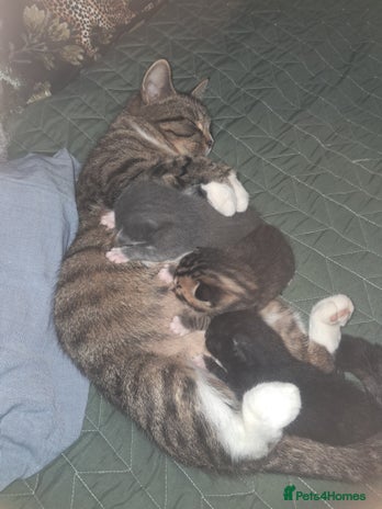 Mixed Breed cats 3 BEAUTIFUL KITTENS 😸 AVAILABLE STRAIGHT AWAY - Advert 3