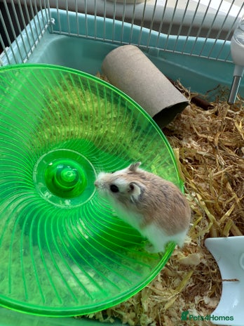 Hamster rodents - Advert 2