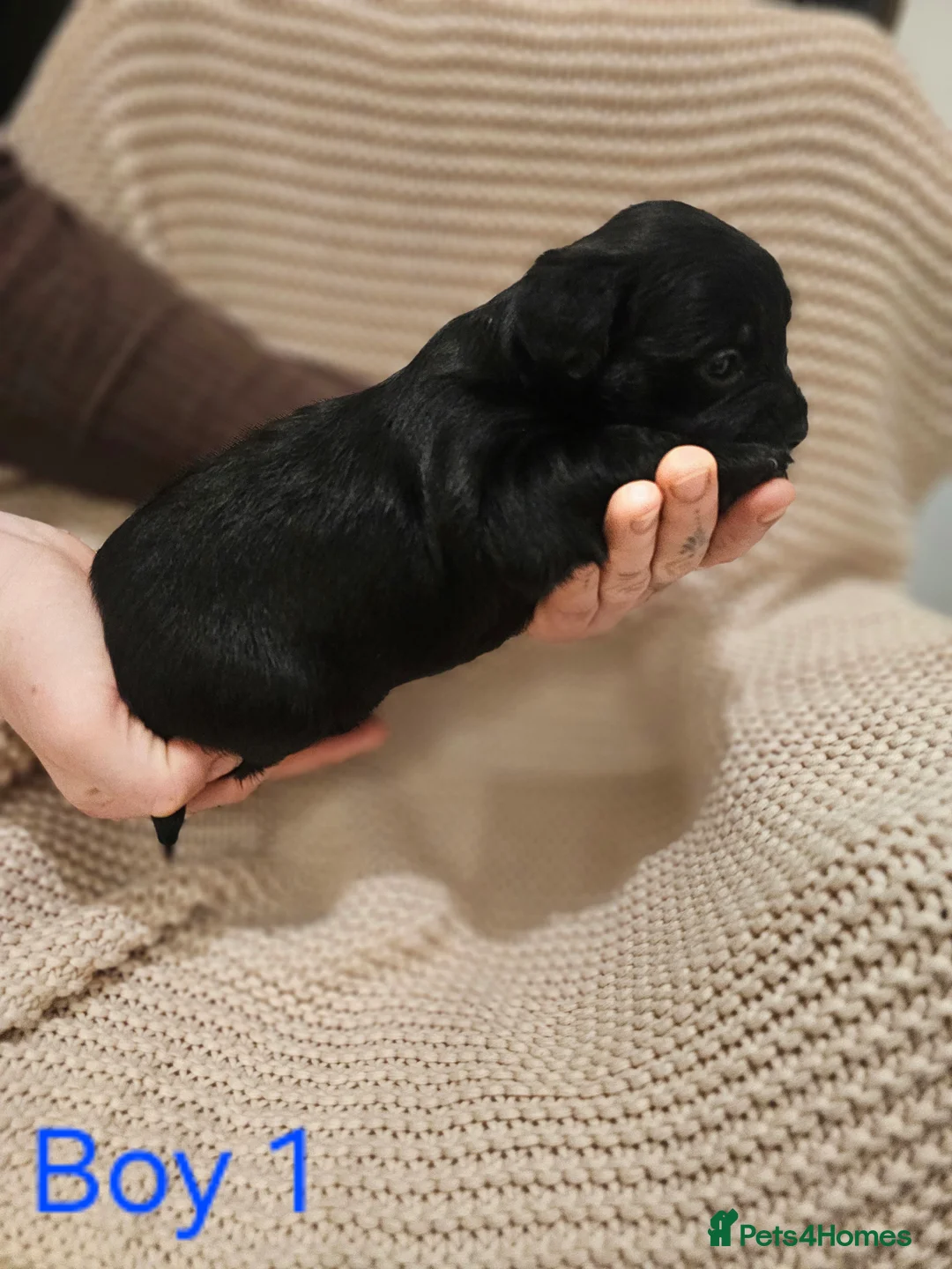 Mixed Breed dogs for sale: Froodle puppies  - Advert 13