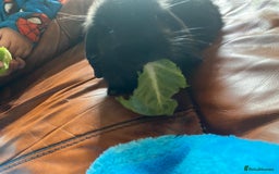 Mini Lop rabbits for sale: Mini lop - Image 4