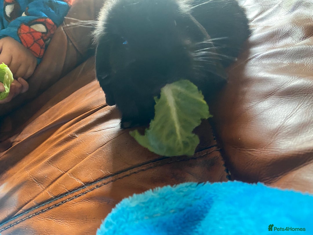 Mini Lop rabbits for sale: Mini lop - Image 4