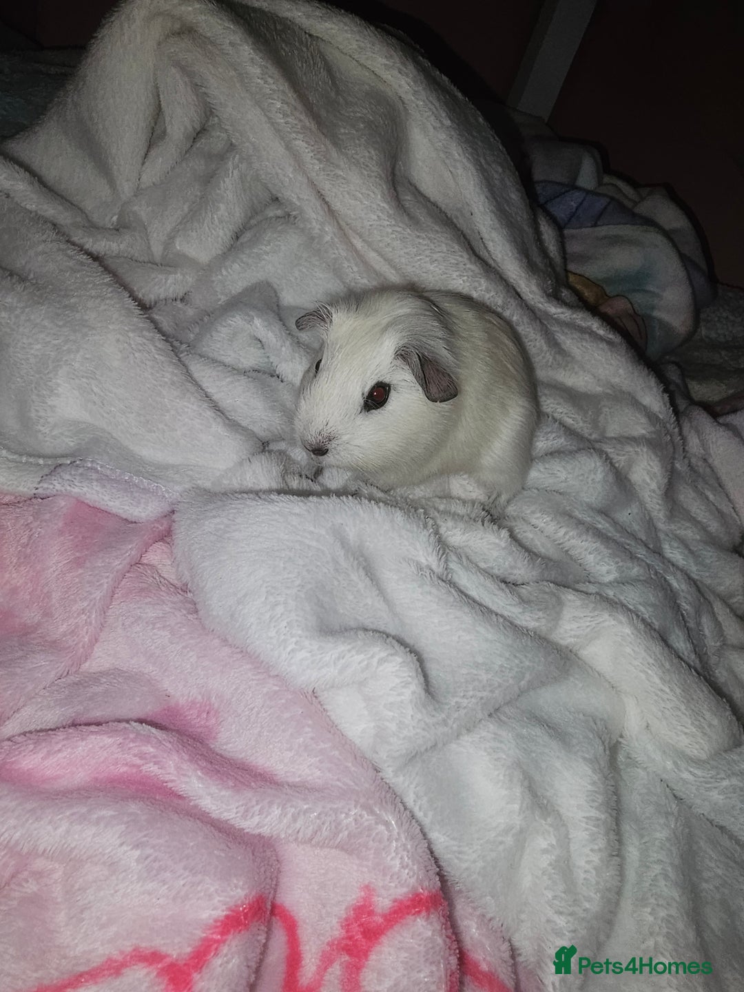 Guinea Pig rodents for sale: Male guinea pig  - Advert 1