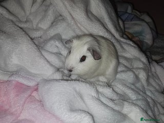 Guinea Pig rodents Male guinea pig - Advert 1