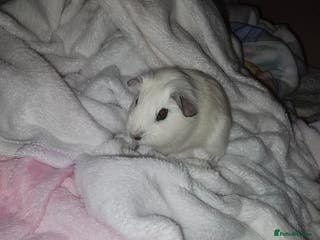 Guinea Pig rodents Male guinea pig - Advert 17