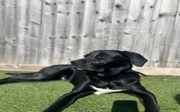 Borador dogs for sale: 10 Month Old Male Borador - Image 2