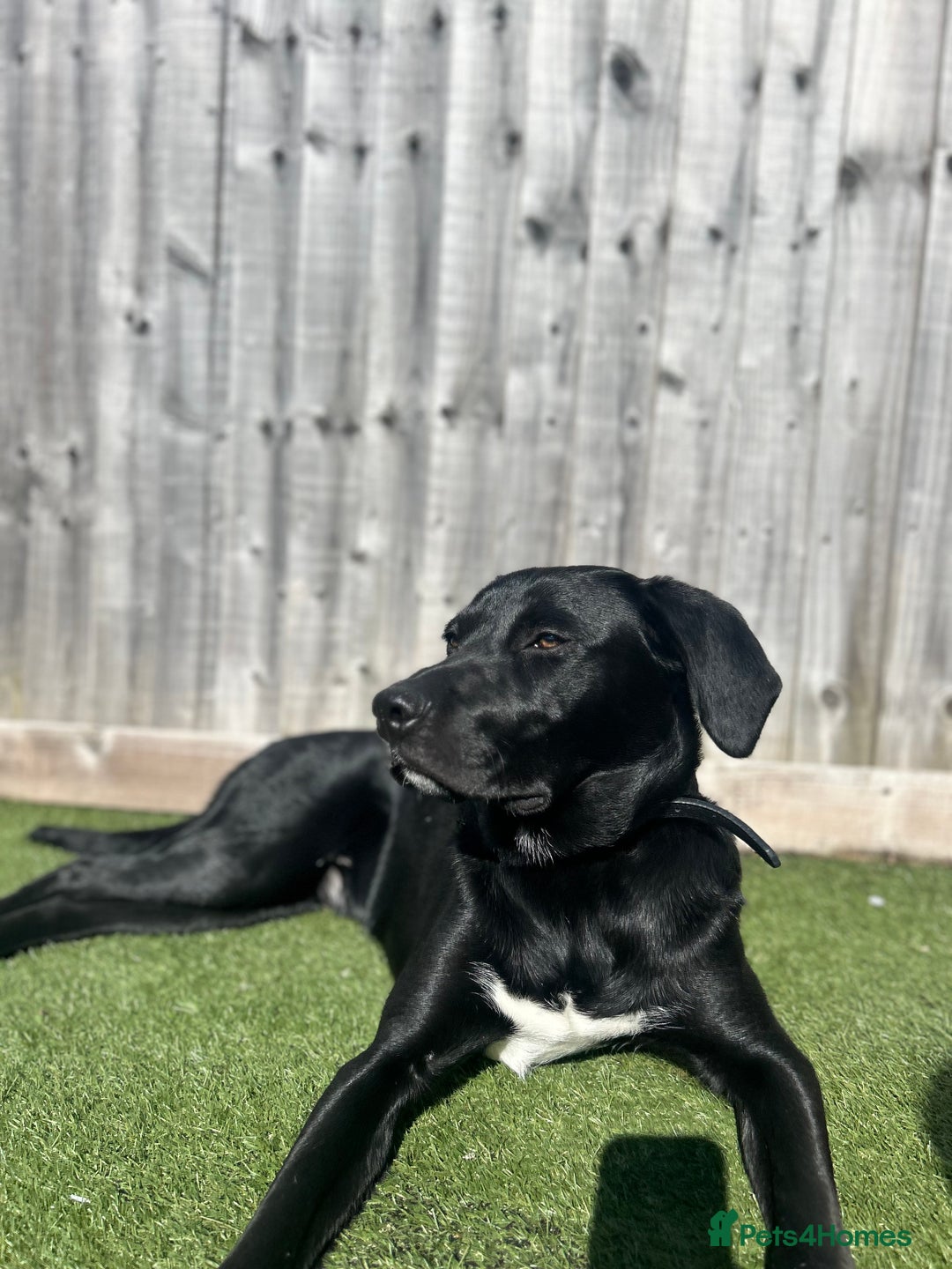 Borador dogs for sale: 10 Month Old Male Borador - Image 2