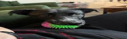 Mixed Breed dogs for sale: Beautiful 2 year old cross breed  - Advert 5