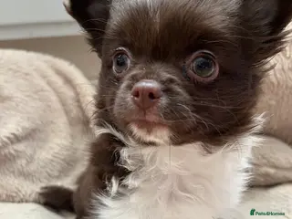 Chihuahua dogs Beautiful Longcoat Chocolate Chihuahuas - Advert 7