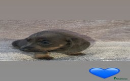 Dachshund dogs for sale: ❤️ Dachshund puppies ❤️ - Image 4