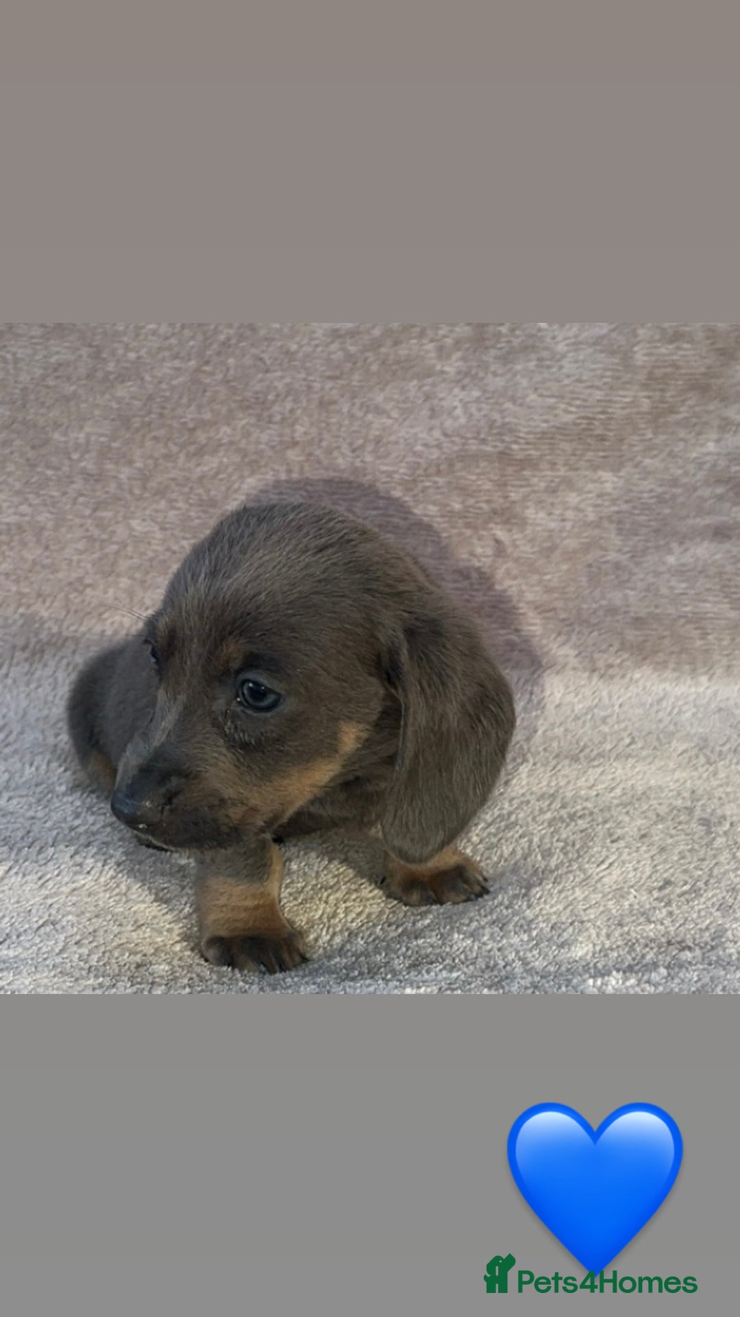 Dachshund dogs for sale: ❤️ Dachshund puppies ❤️ - Image 4