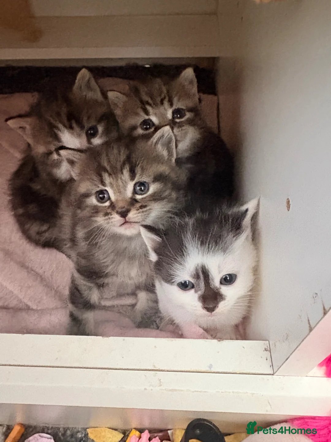 Mixed Breed cats for sale: 4 kittens  - Advert 2