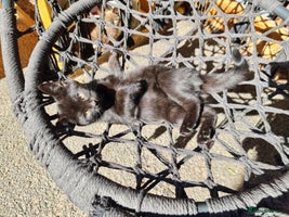 Mixed Breed cats - Advert 10