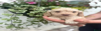 Cockapoo 2