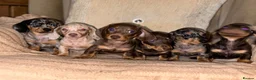 Miniature Dachshund dogs for sale: Miniature dashaund puppy’s ready now  - Advert 5